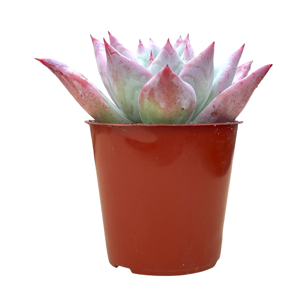 Echeveria colorata f. Tapalpa