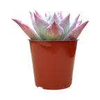 Echeveria colorata f. Tapalpa