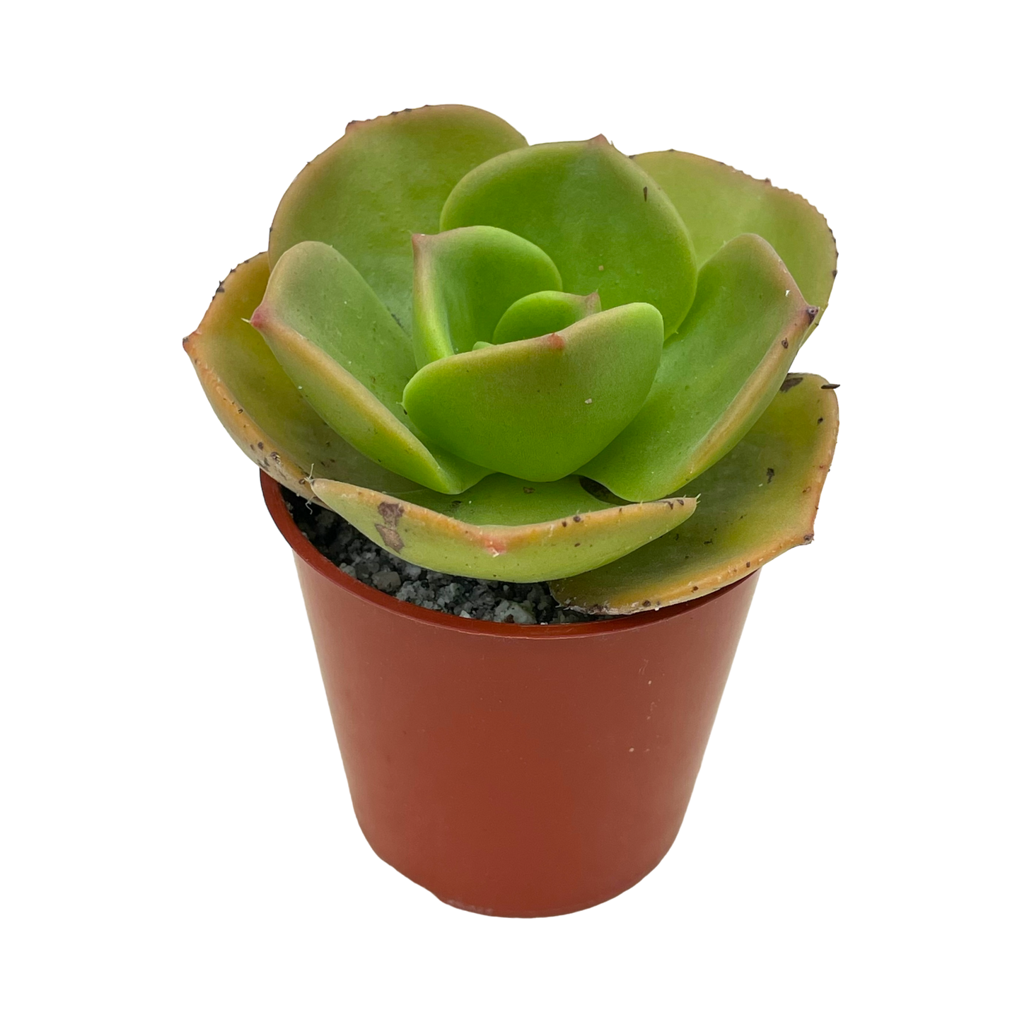 Aeonium nobile