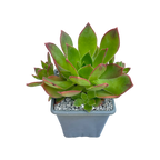 Aeonium lavranosii-newtonii