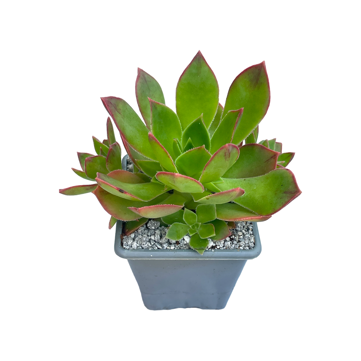 Aeonium lavranosii-newtonii