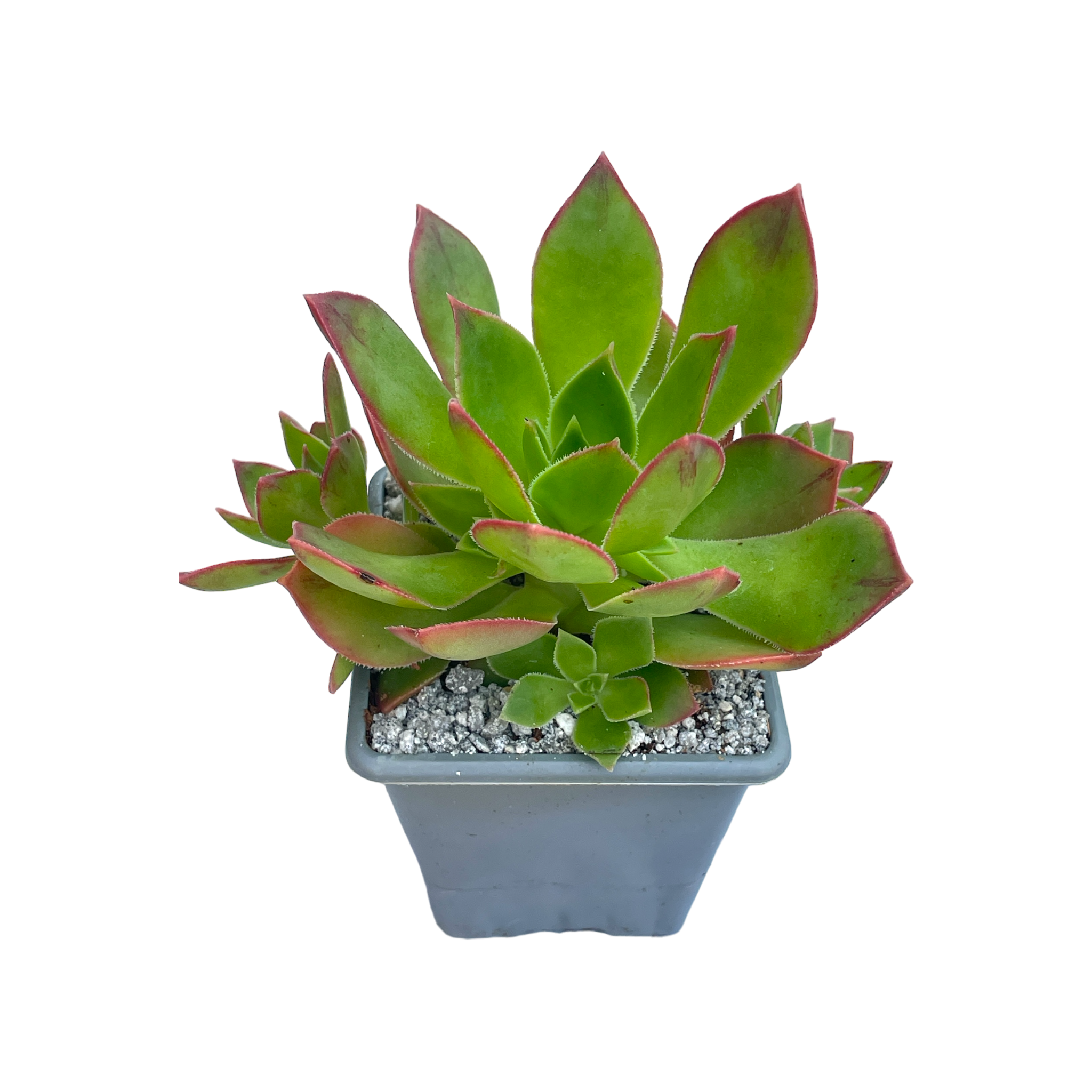 Aeonium lavranosii-newtonii