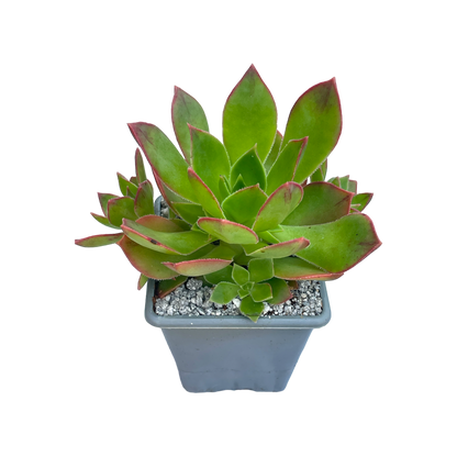 Aeonium leucoblepharum (Yemen Form)