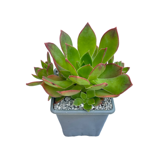 Aeonium lavranosii-newtonii