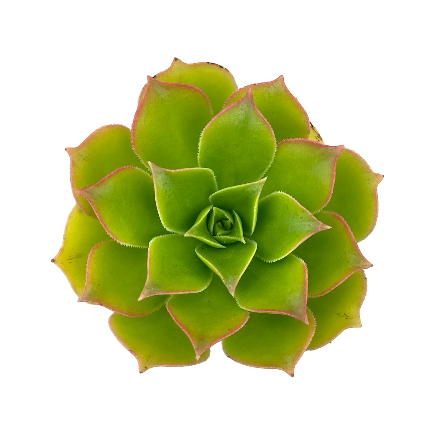 Aeonium lancerottense