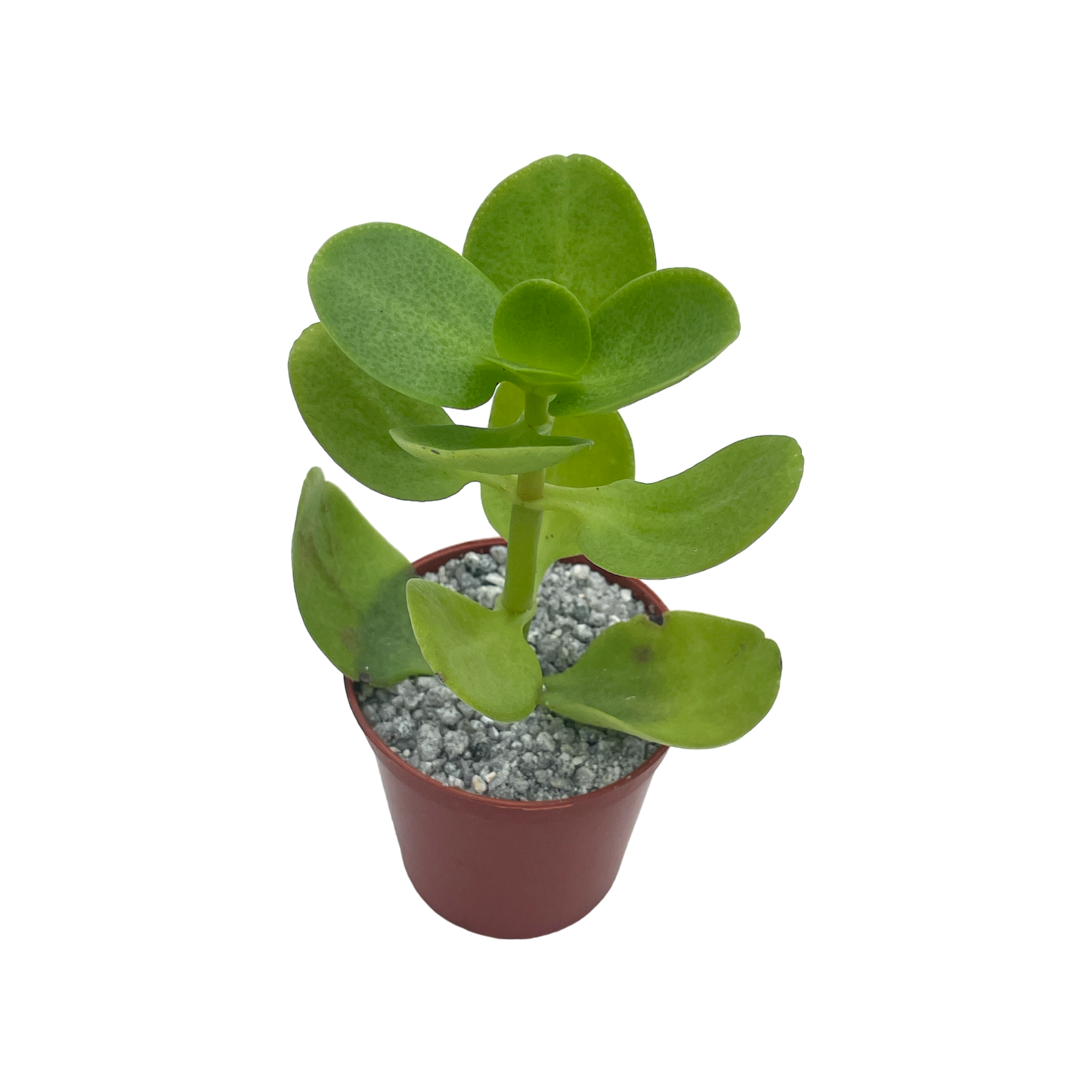 Crassula multicava