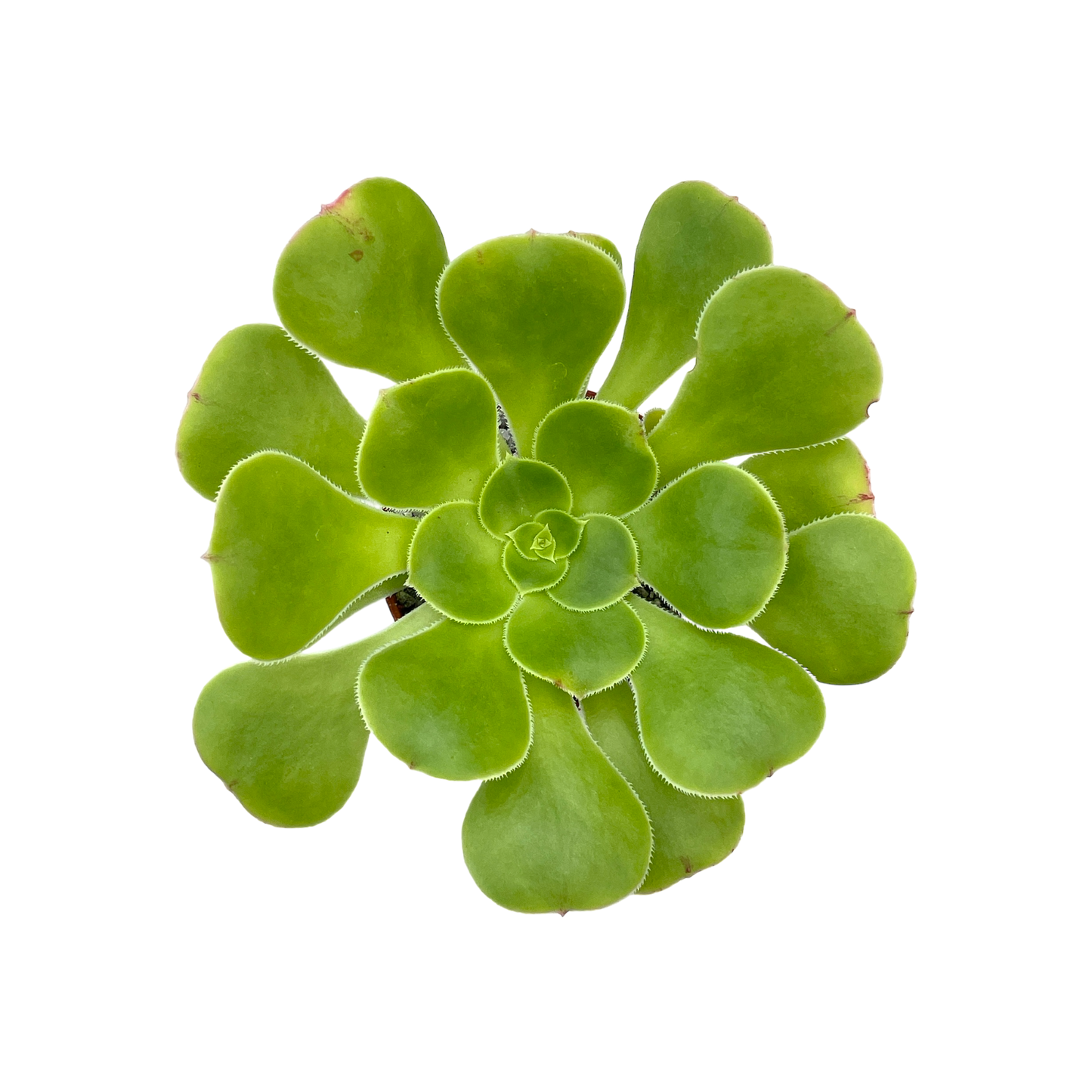 Aeonium arboreum v. magnificum