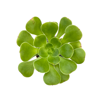 Aeonium arboreum v. magnificum