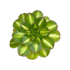 Aeonium 'Lemon and Lime’