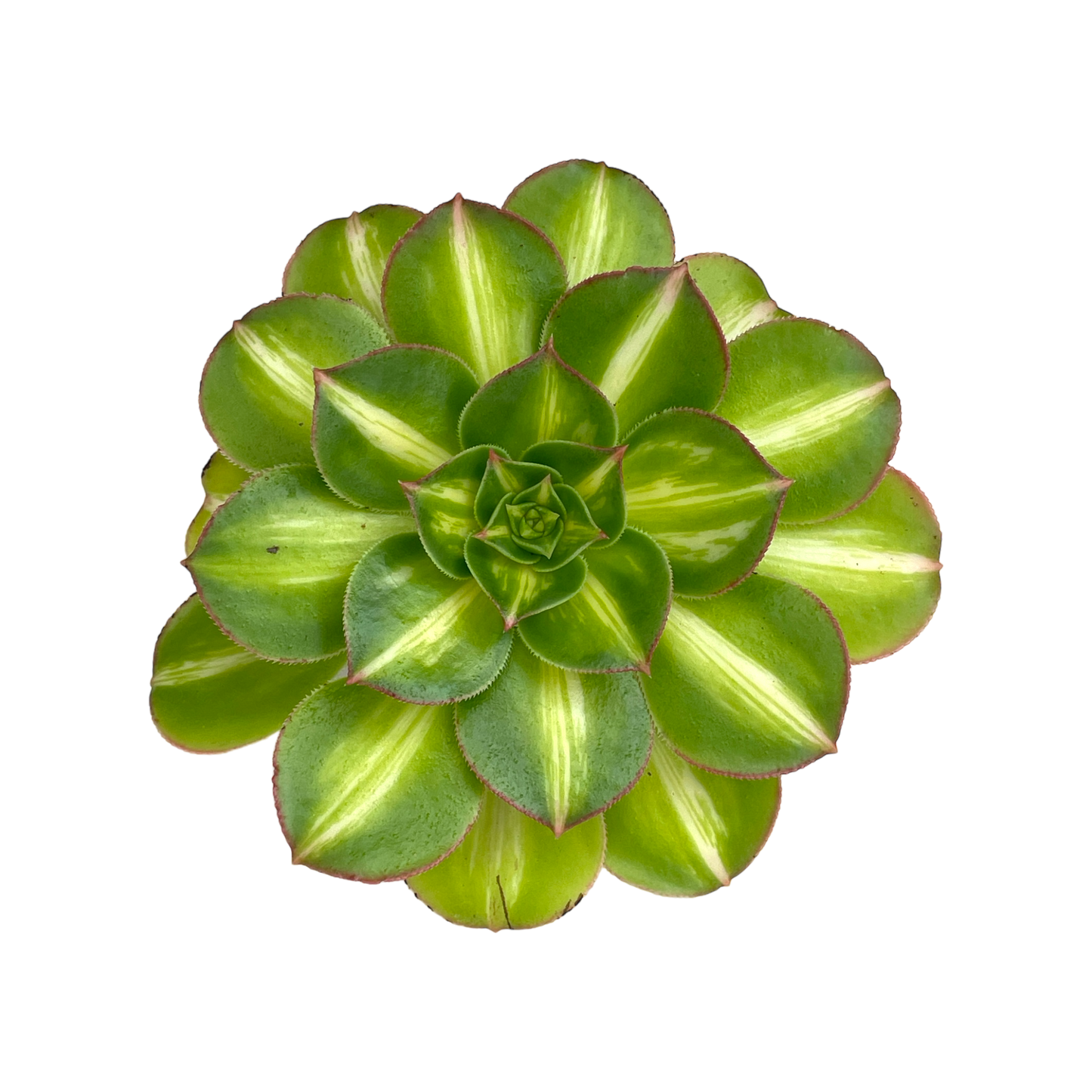 Aeonium 'Lemon and Lime’