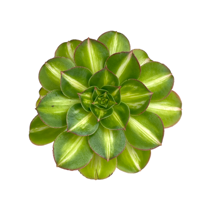 Aeonium 'Lemon and Lime’