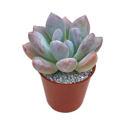 x Pachyveria 'Opalina'