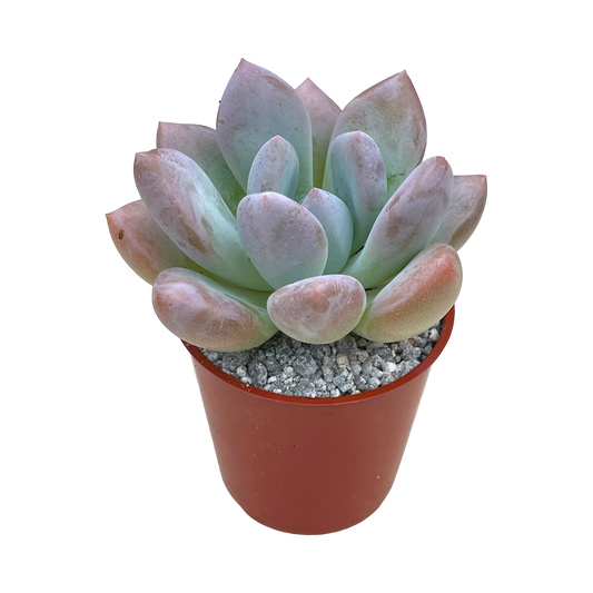 x Pachyveria 'Opalina'