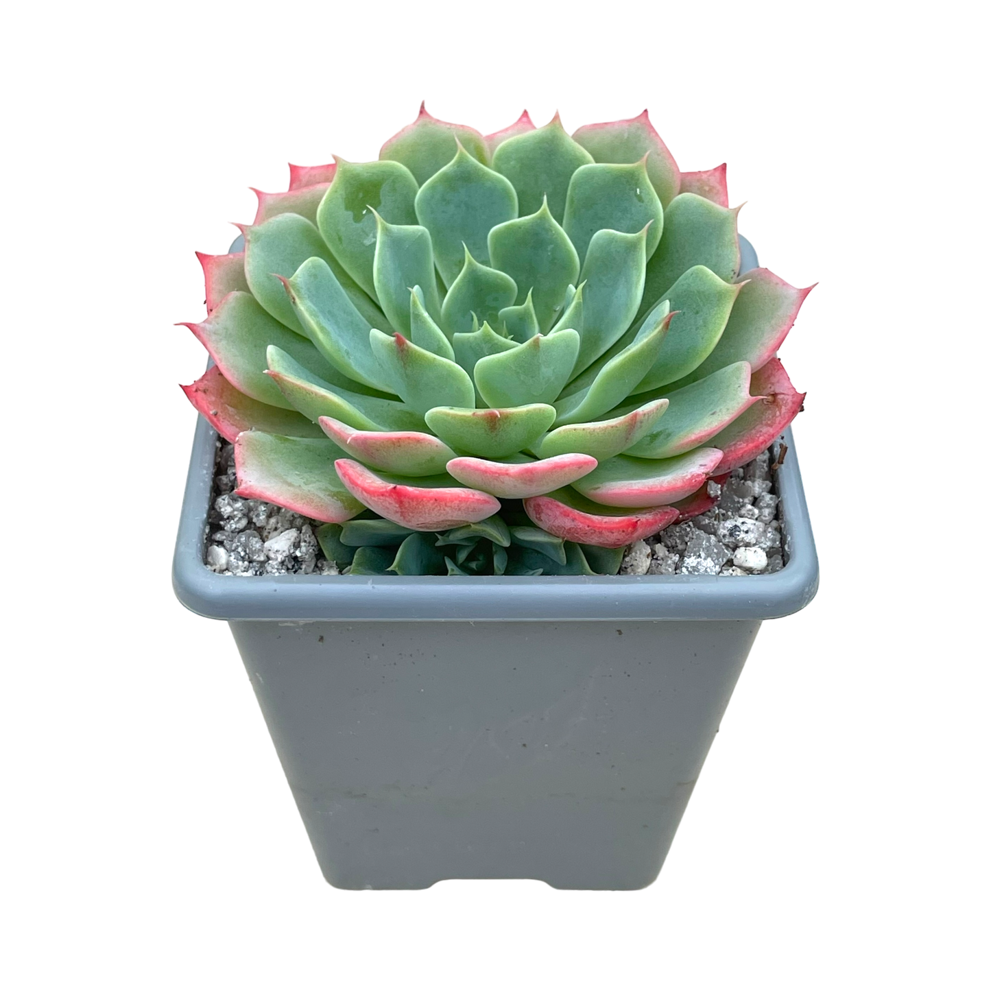 Echeveria glauca