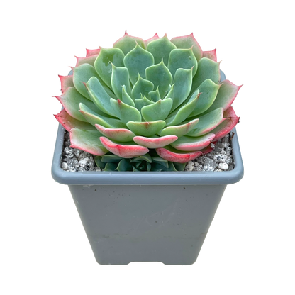 Echeveria glauca