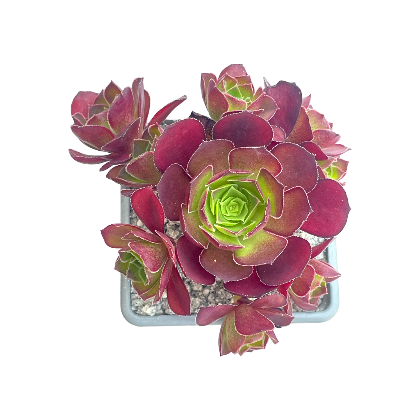 Aeonium 'Dynamite'