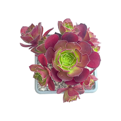 Aeonium 'Dynamite'