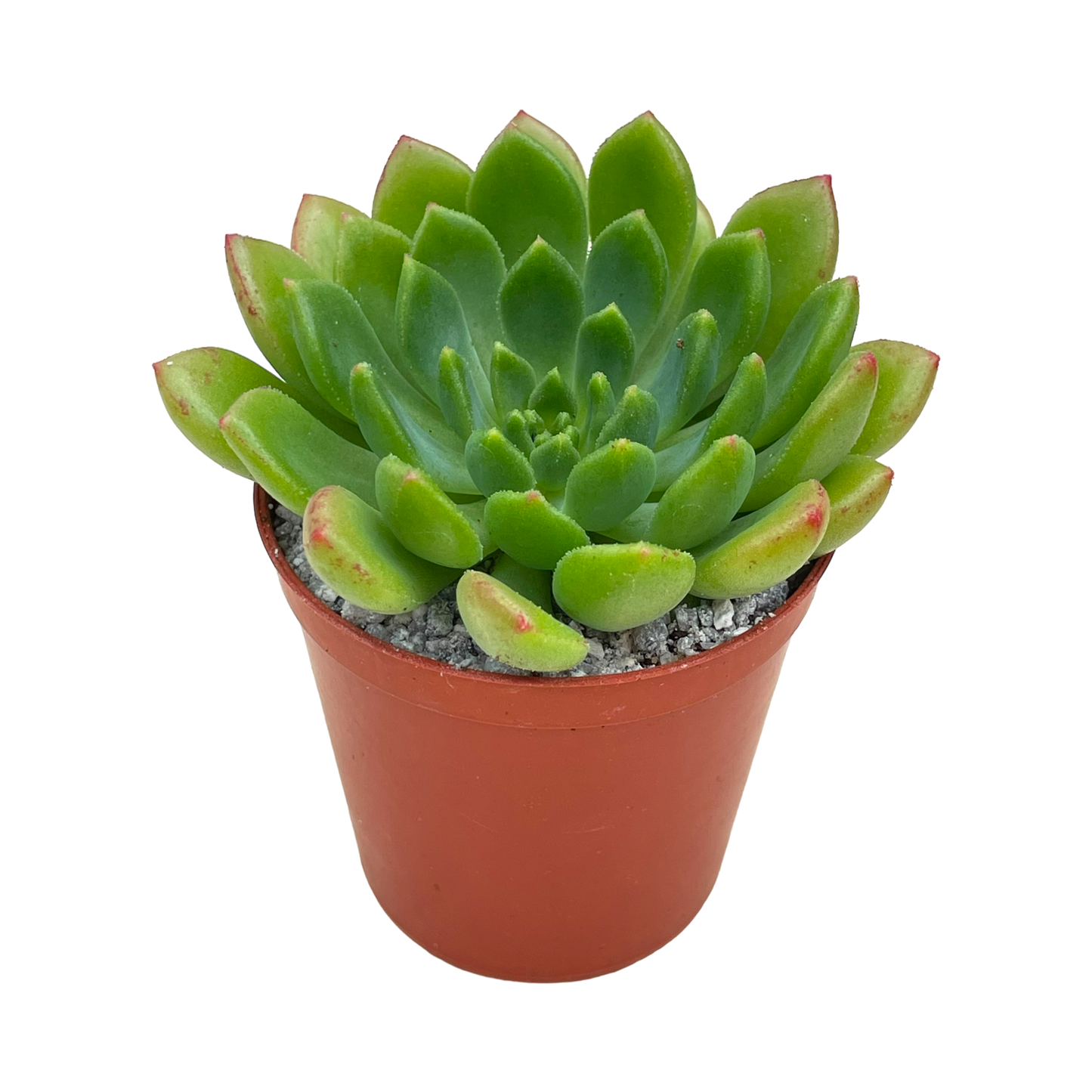 Echeveria 'Ron Evans'