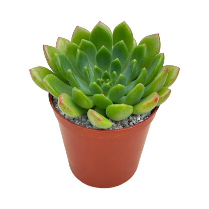 Echeveria 'Ron Evans'