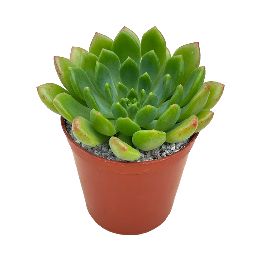 Echeveria 'Ron Evans'