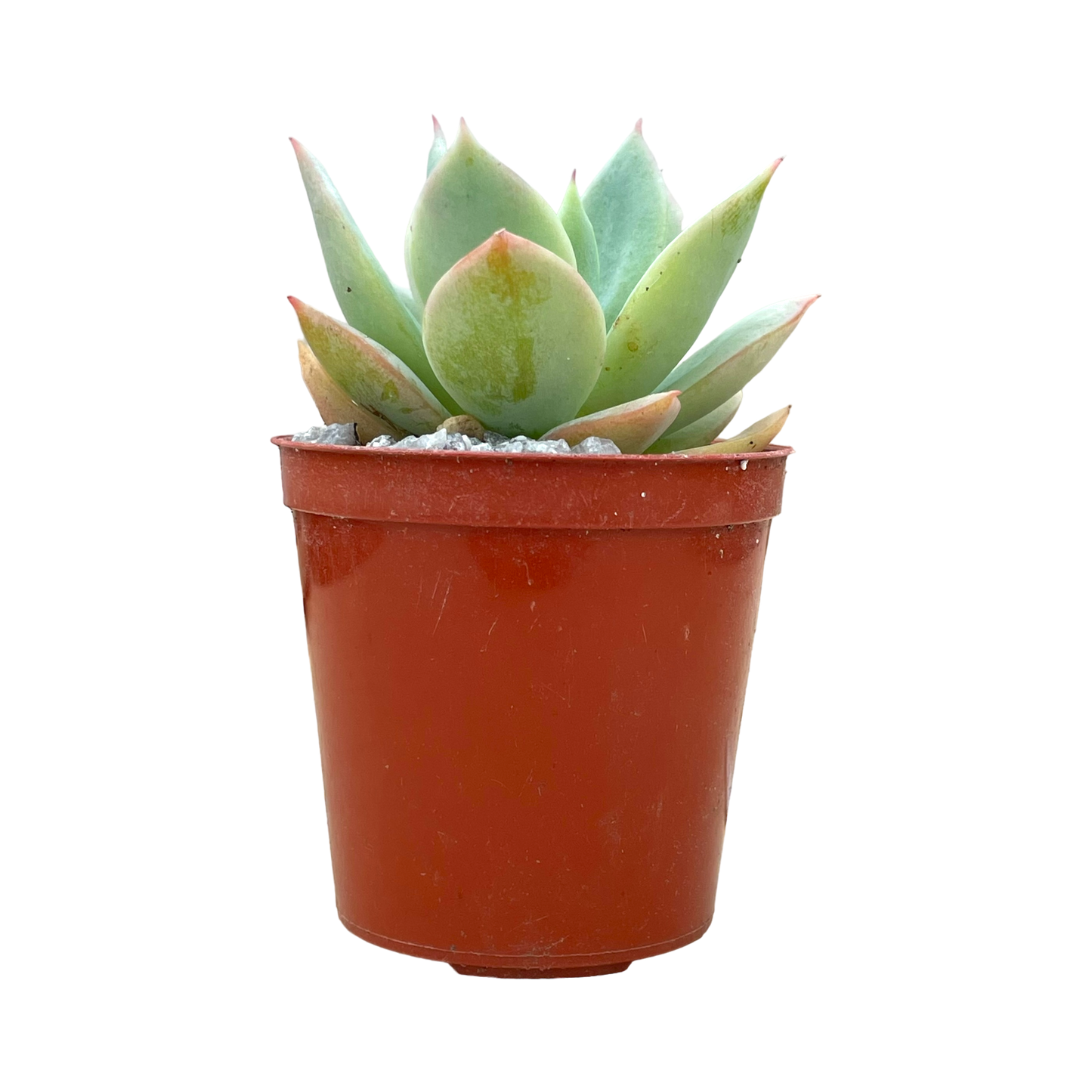 Echeveria 'Neptune'