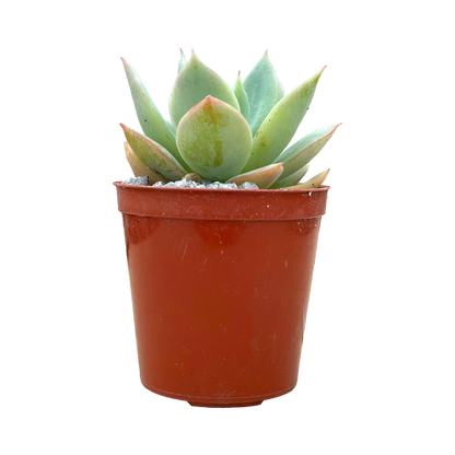 Echeveria 'Neptune'