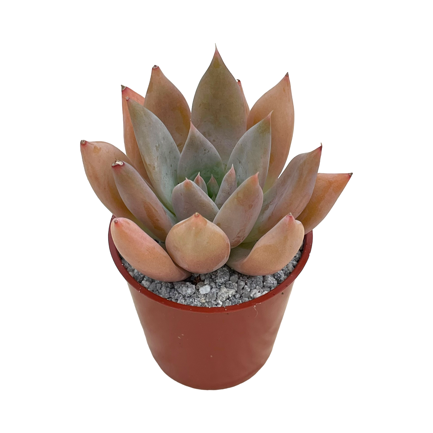 Echeveria 'Moonshadow'