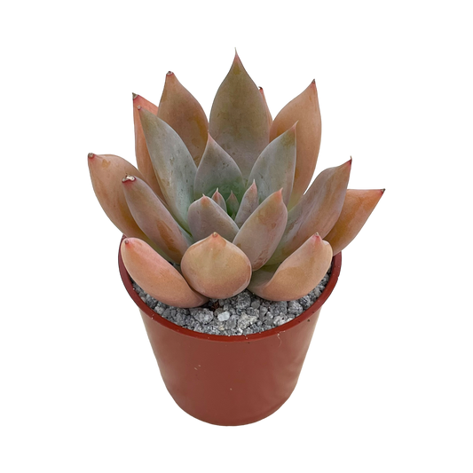 Echeveria 'Moonshadow'