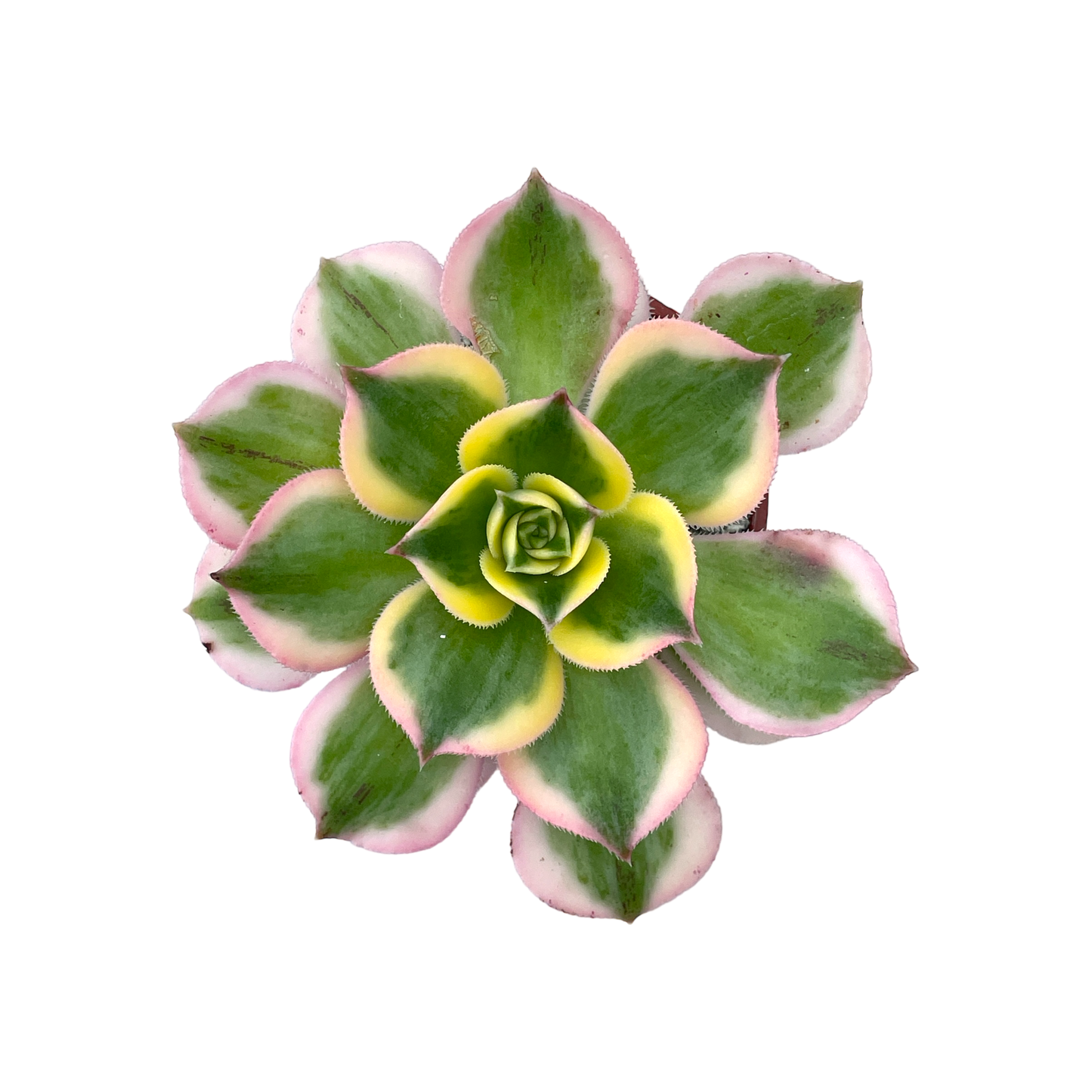 Aeonium 'Sunburst'