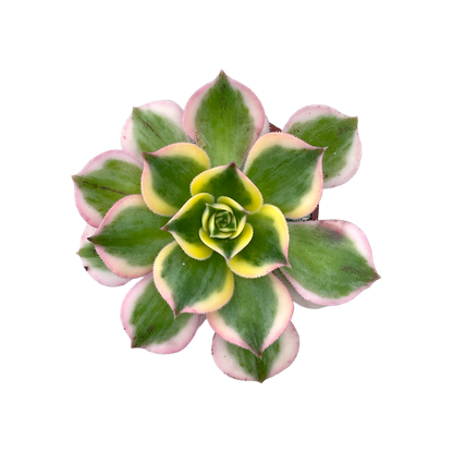 Aeonium 'Sunburst'