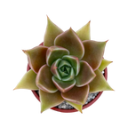 Echeveria 'Crystal Rose'