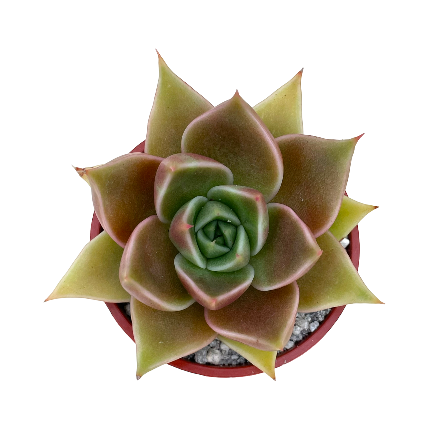 Echeveria 'Crystal Rose'