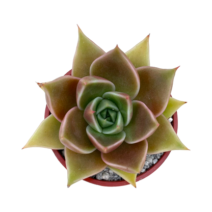 Echeveria 'Crystal Rose'