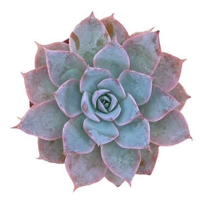 Echeveria subsessilis