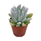 x Pachyveria 'Scheideckeri Albocarinata'