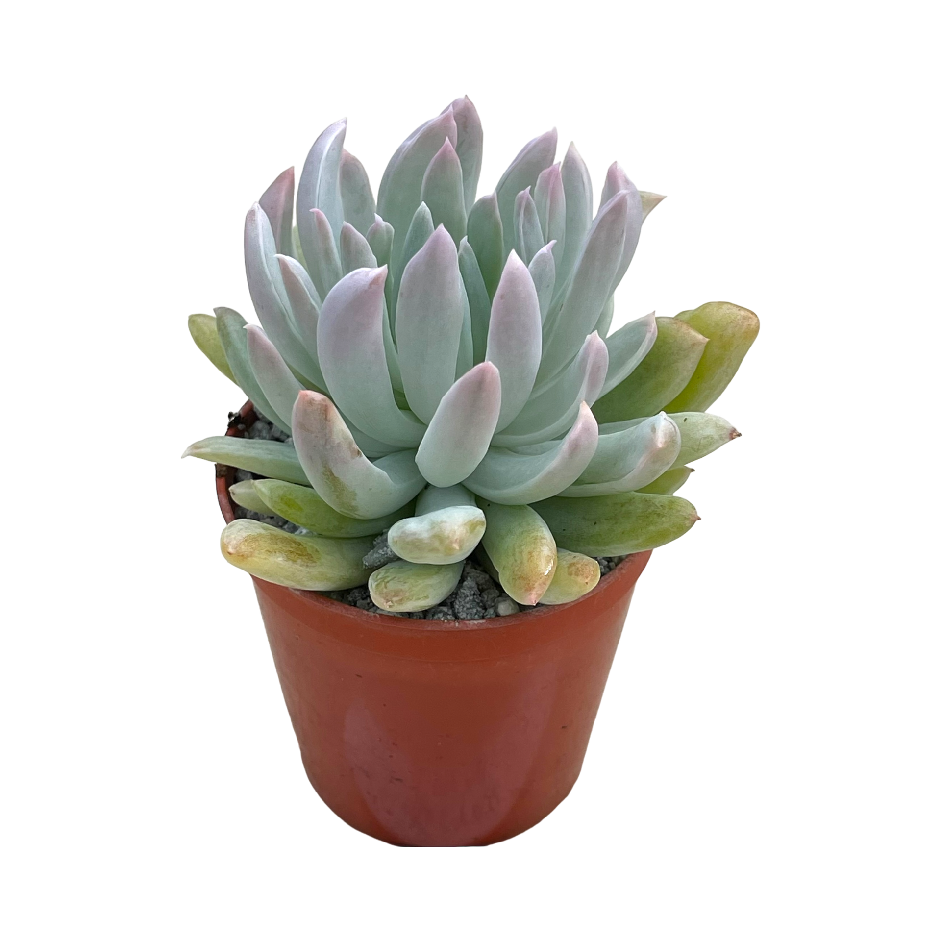 scheideckeri succulent x Pachyveria 'Scheideckeri Albocarinata' – Surreal Succulents