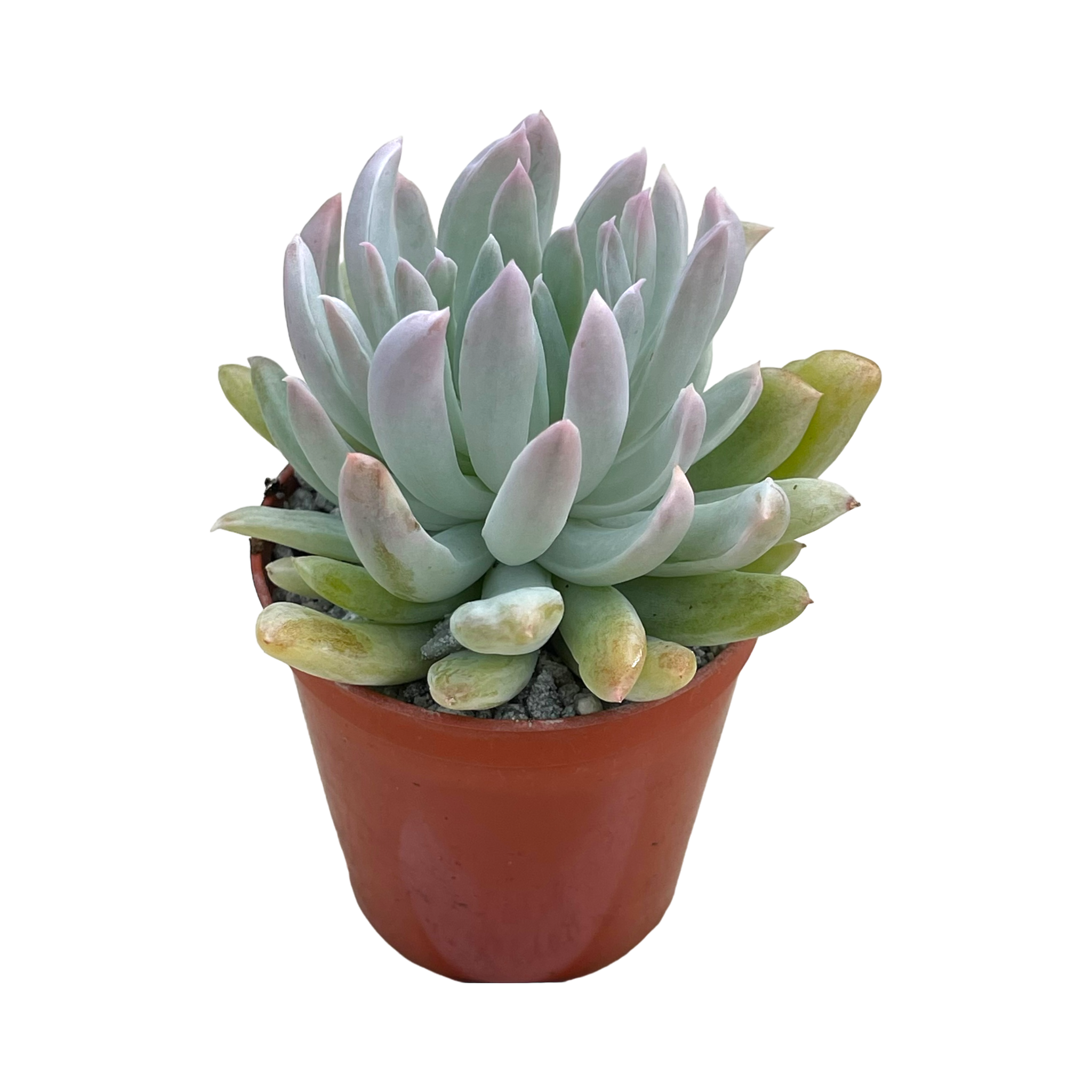 x Pachyveria 'Scheideckeri Albocarinata'