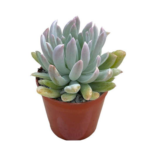 x Pachyveria 'Scheideckeri Albocarinata'