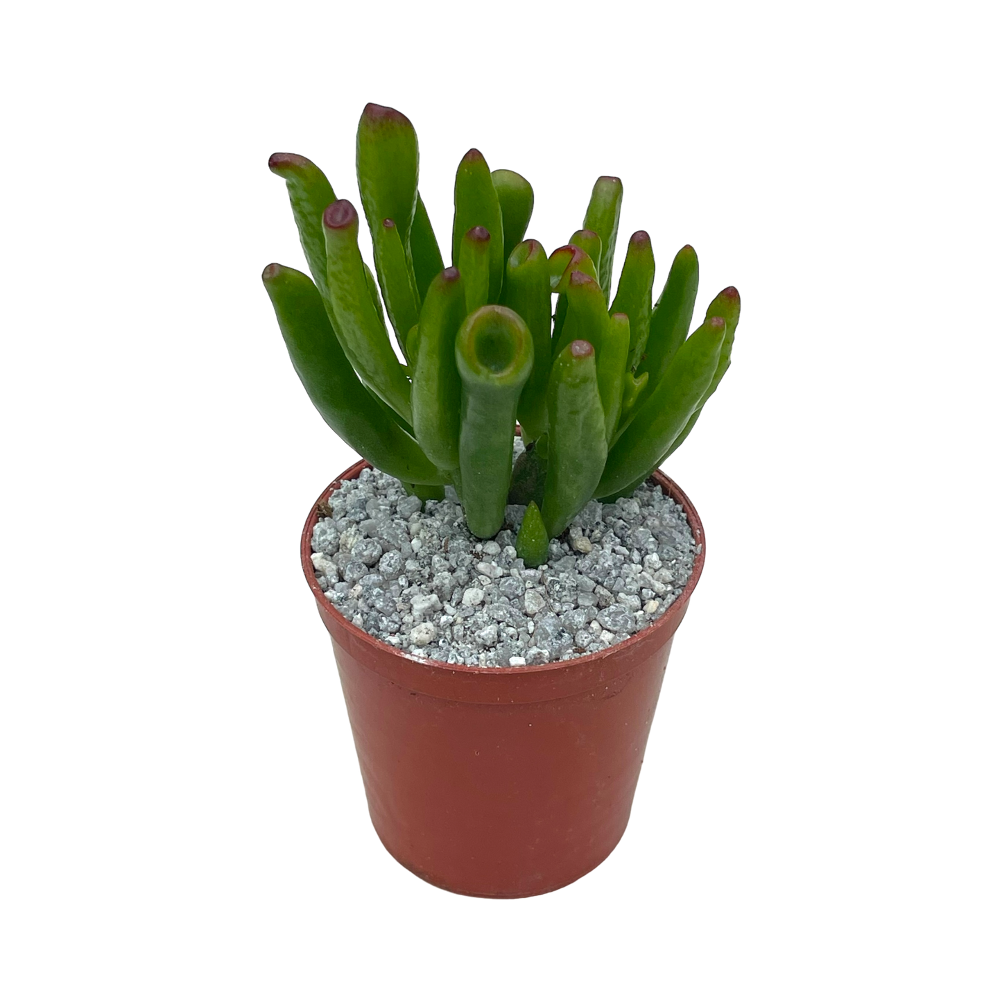 Crassula 'Horn Tree'