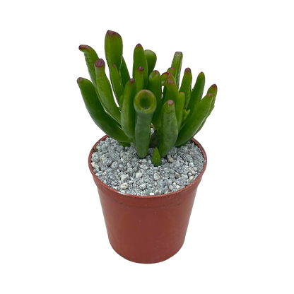 Crassula 'Horn Tree'