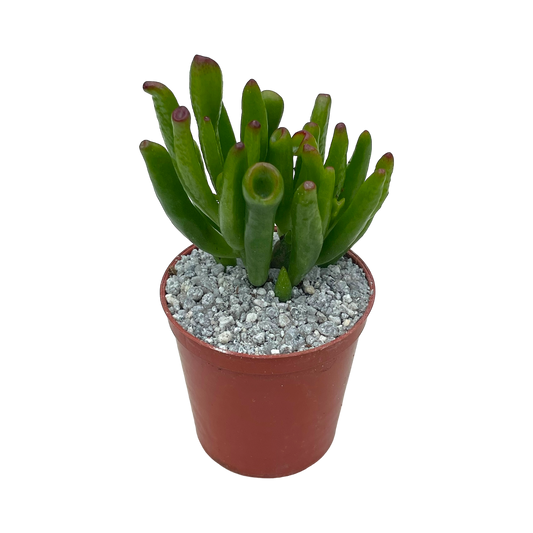 Crassula 'Horn Tree'