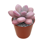 Graptopetalum amethystinum
