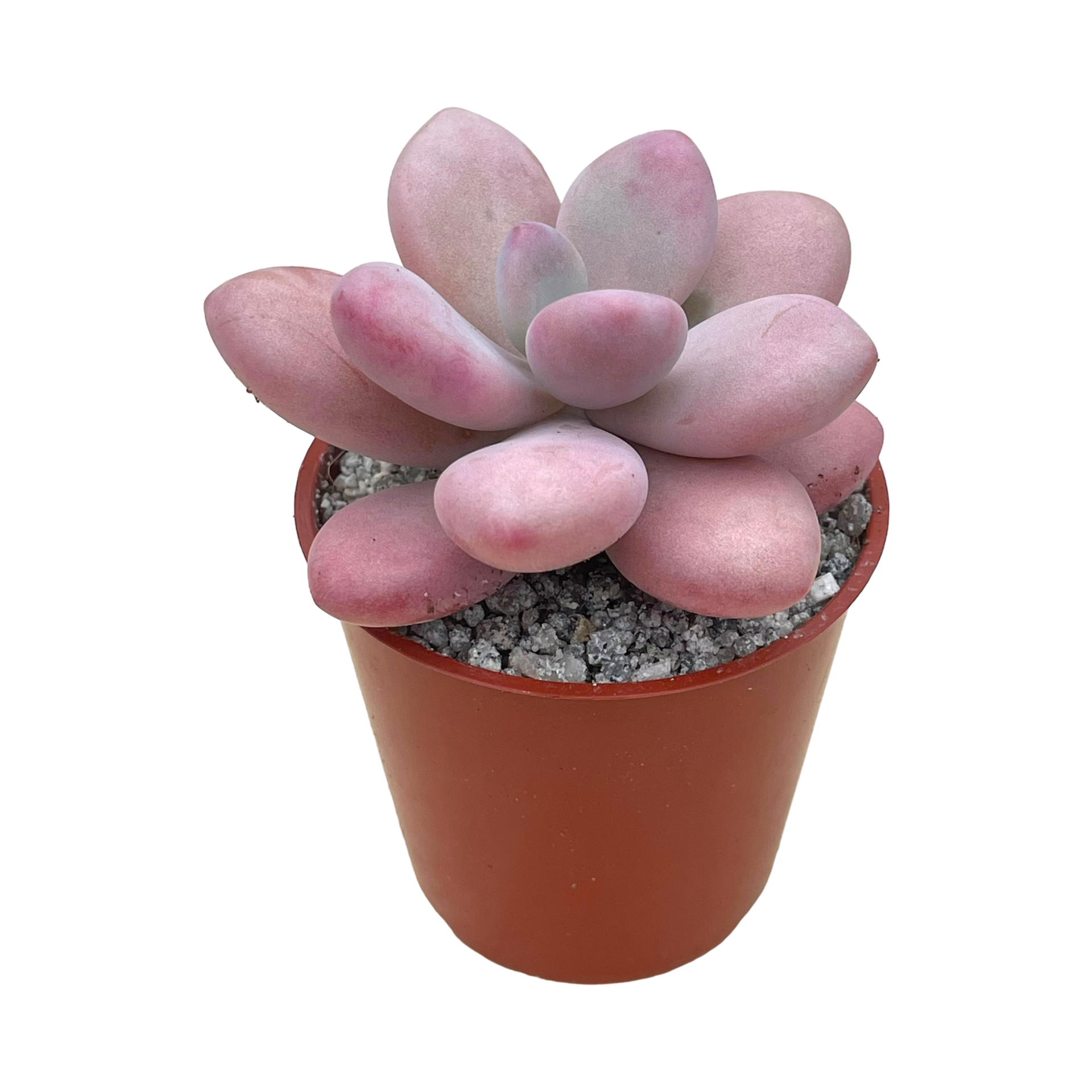 アメシスティヌム錦　Graptopetalum amethystinum アメジスティナム – Surreal Succulents