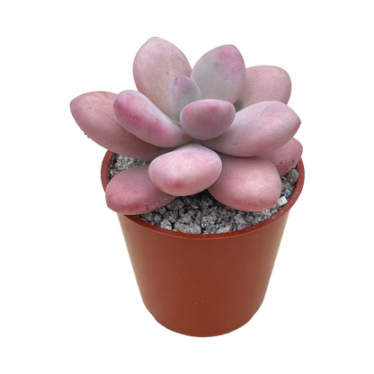 Graptopetalum amethystinum