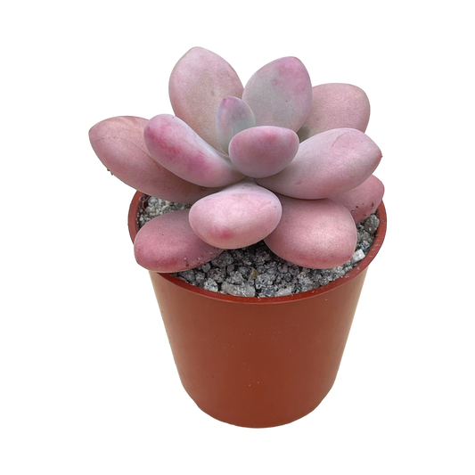 Graptopetalum amethystinum