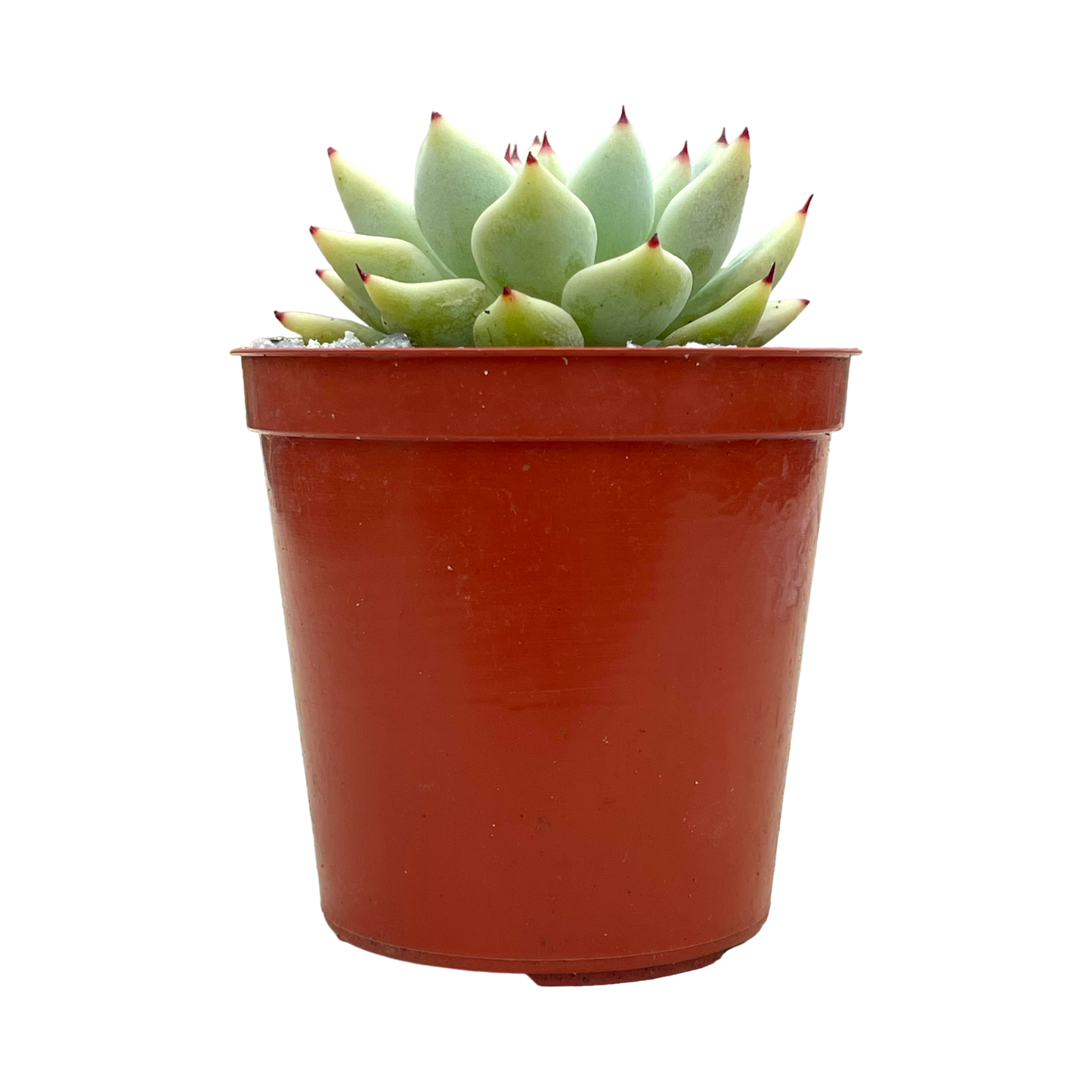 Echeveria cuspidata var. zaragoza