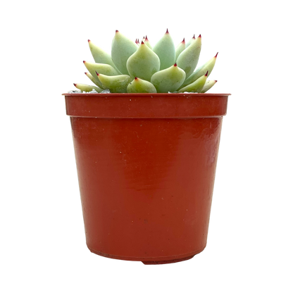 Echeveria cuspidata var. zaragoza