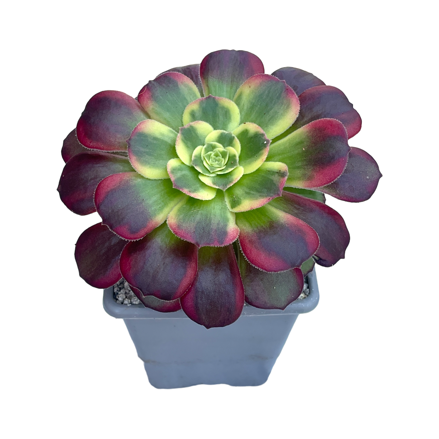 Aeonium 'Halloween' variegata (Form 2)