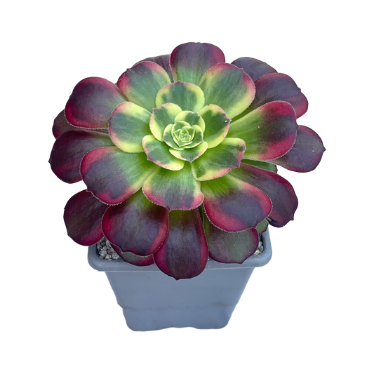 Aeonium 'Halloween' variegata (Form 2)