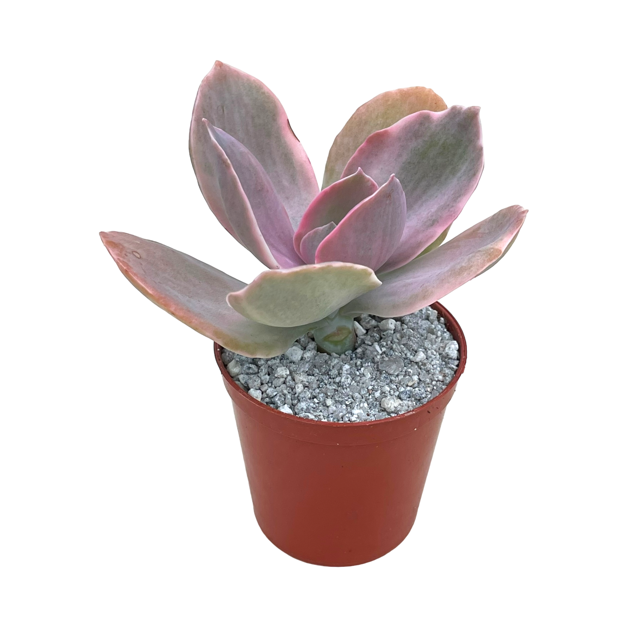 Echeveria 'Decora'
